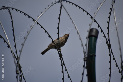 bird on a wire