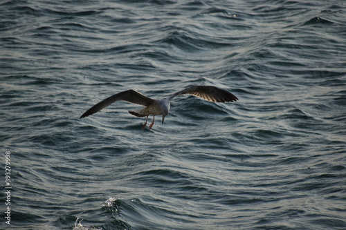 Hunting seagull