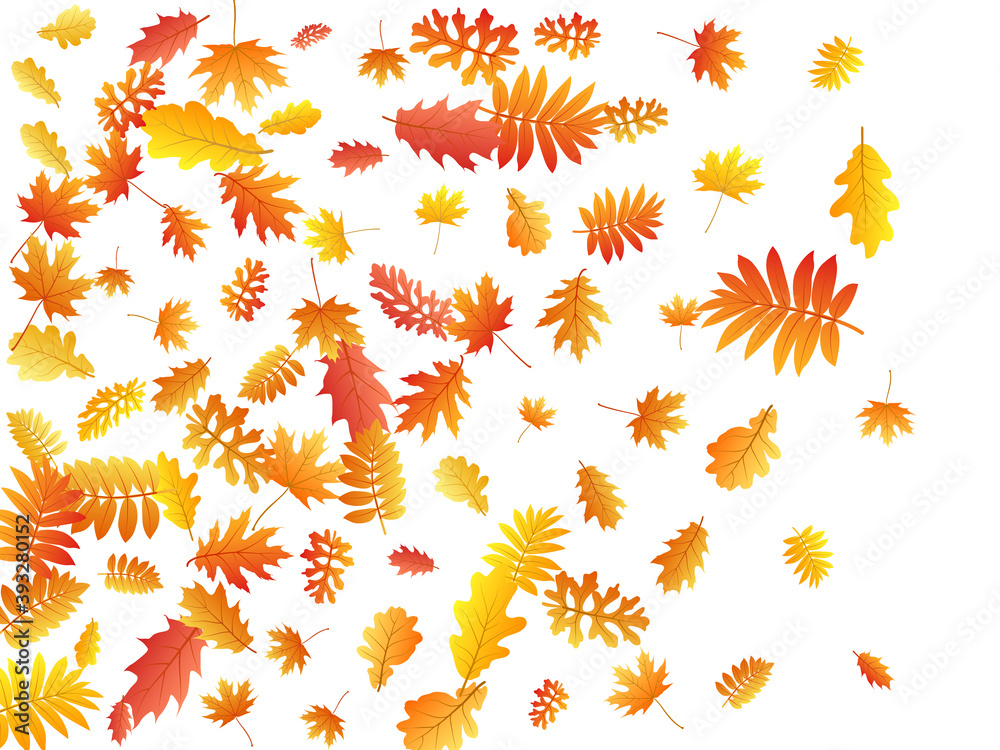 Oak, maple, wild ash rowan leaves vector, autumn foliage on white background. Oak, maple, wild ash rowan leaves vector, autumn foliage on white background.