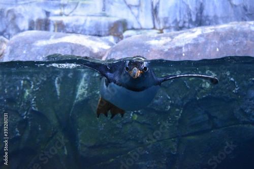 penguin