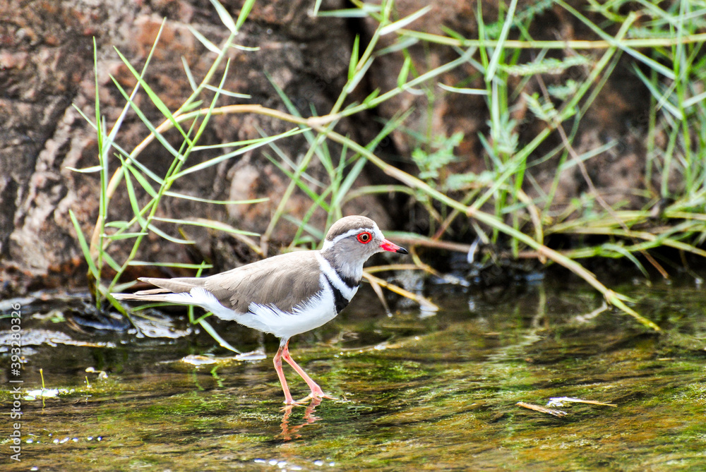 Fototapeta premium Small water bird.