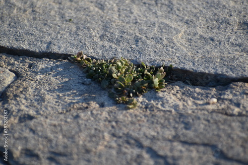 green moss on the stone