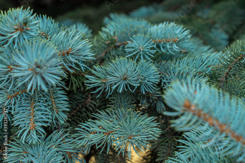 blue spruce branches close up
