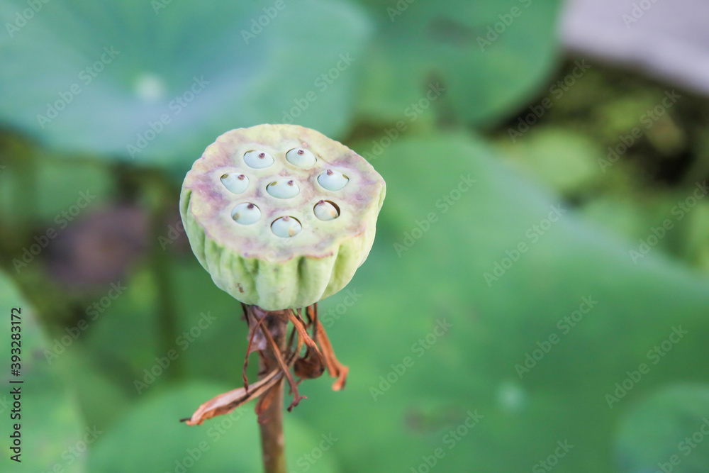 Marco / close up lotus seed and blurred green background Marco / close up lotus seed and blurred green background