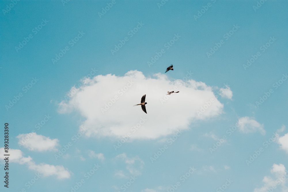 Fototapeta premium Sky and swallows