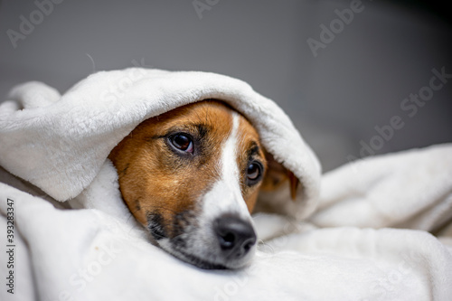 sick jack russell terrier lies with a white blanket thrown on top, comfort, © Nataliia Makarovska