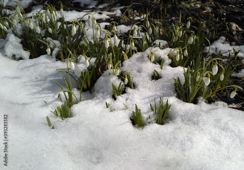 Snowdrop blooming in spring. White spring snow flower.