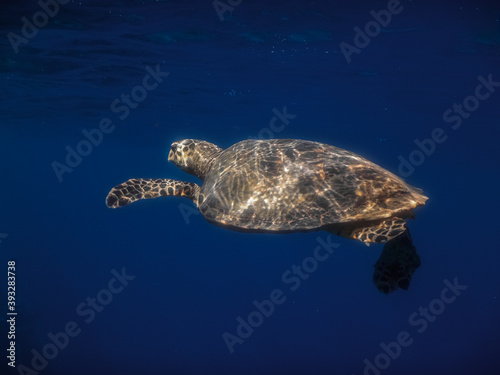 blue sea water and glowing hawksbill turtle in the sun