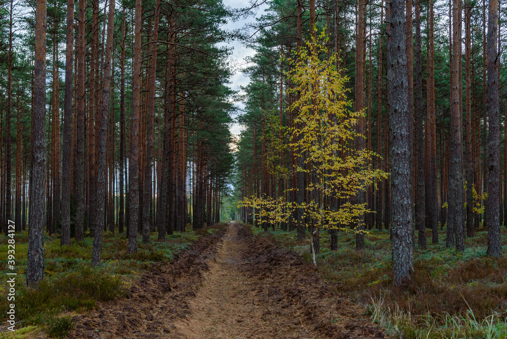 small birch grown in a coniferous forest small birch grown in a coniferous forest