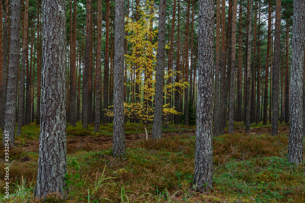 small birch grown in a coniferous forest small birch grown in a coniferous forest