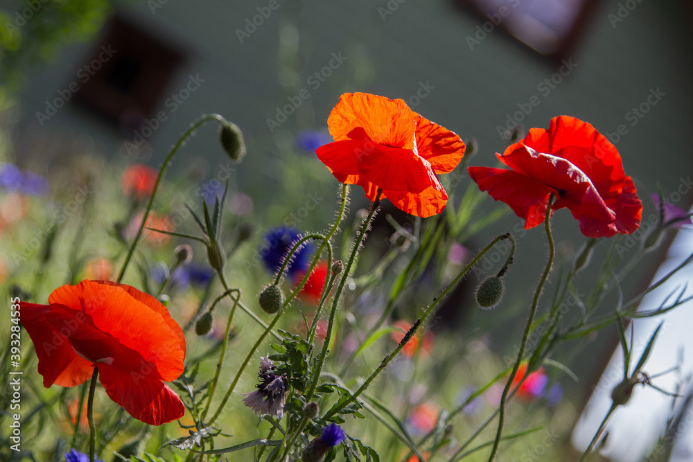 Fototapeta premium Mohn