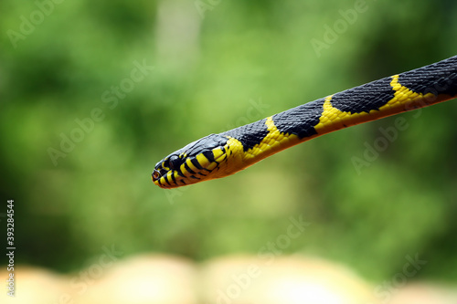 boiga dendrophila yellow ringed, indonesian snake