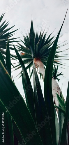 close up pictures of palm tree from bottom view