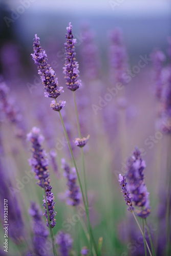 lavender, flower, purple, nature, plant, field, garden, flowers, violet, summer, aroma, green, herb, provence, france, bloom, floral, aromatherapy, lavandula, blossom, spring, natural, color, blue, be