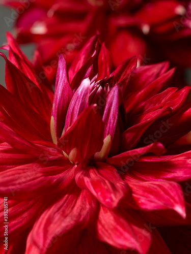 Red dahlia flower macro photography