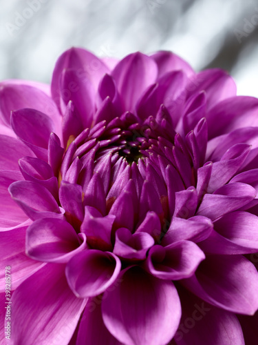 Pink dahlia close up shot in the garden