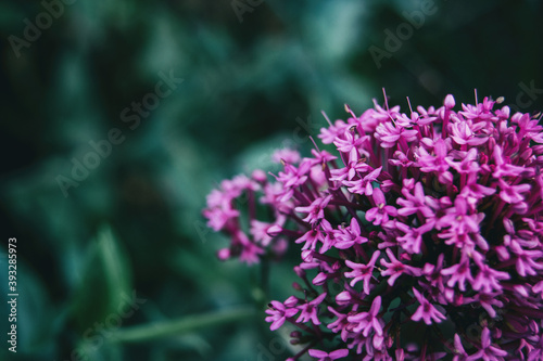 Close-up of a bunch of small pink flowers of centranthus ruber