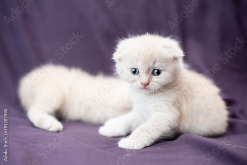 Portrait of a small Scottish fold cat of milk color