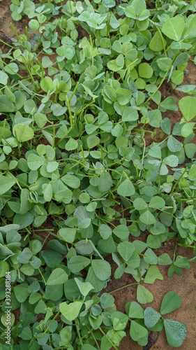 Vertical shot of medicago truncatula with water drops on it growing in a farm field photo