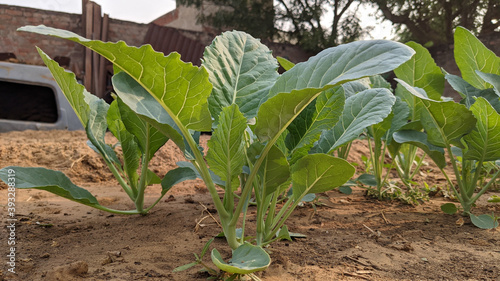Closeup of collards growing in a farm field in the countryside photo