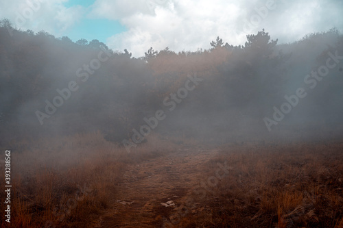 fog in the forest