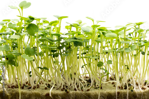 Microgreens in the home kitchen, a concept for healthy eating