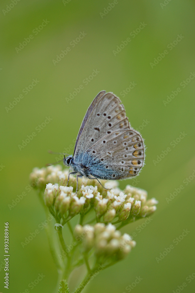 Small blue butterfly on a white wildflower, common blue Small blue butterfly on a white wildflower, common blue