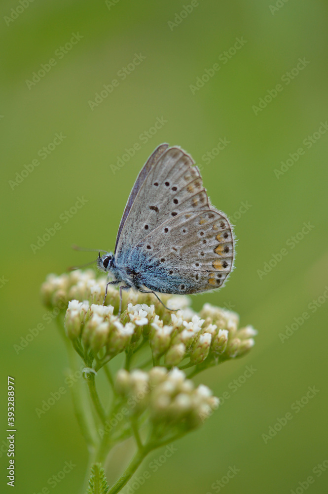 Small blue butterfly on a white wildflower, common blue Small blue butterfly on a white wildflower, common blue