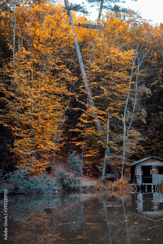 autumn in the forest