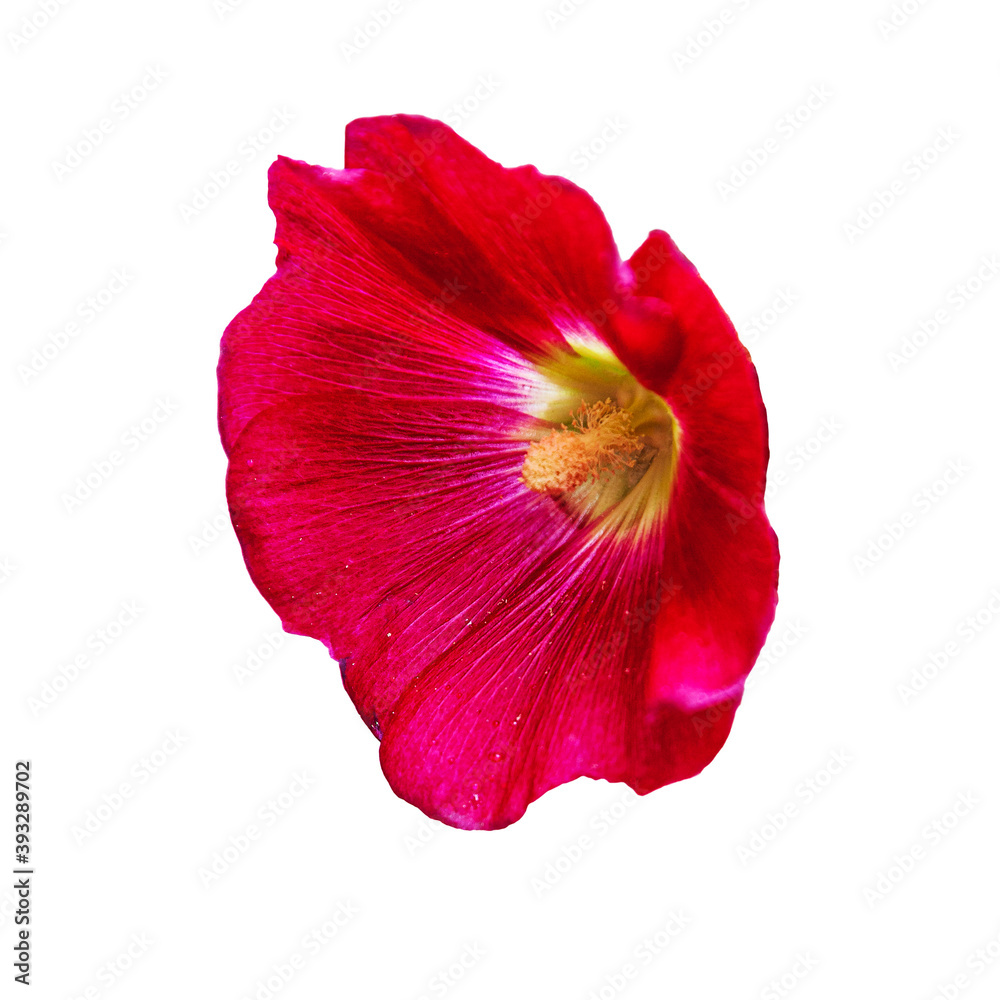 Beautiful red hollyhock (Alcea rosea) flower from Mallow family (Malvaceae), isolated on a white background. Morning flower with dew drops and pollen on the petals. Beautiful red hollyhock (Alcea rosea) flower from Mallow family (Malvaceae), isolated on a white background. Morning flower with dew drops and pollen on the petals.