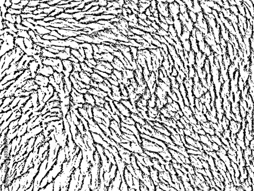 Texture of fur of wool. vector background illustration