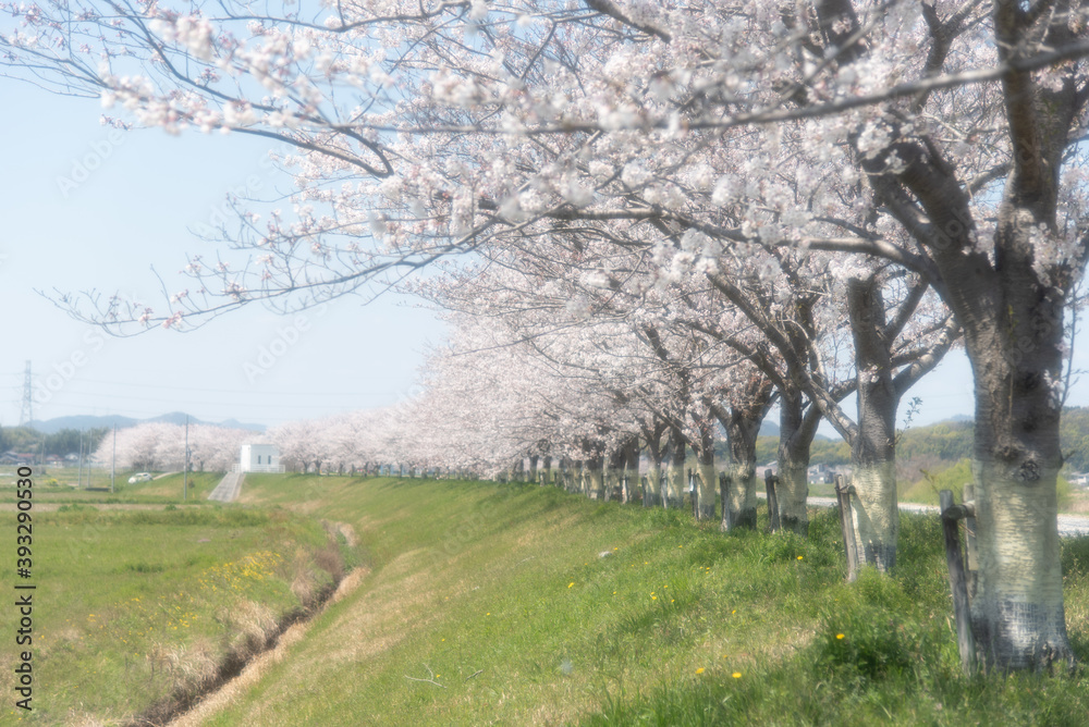 田園地帯に広がる長い桜並木の道 田園地帯に広がる長い桜並木の道