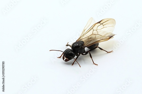Macro photography Queen ant with wings on white background