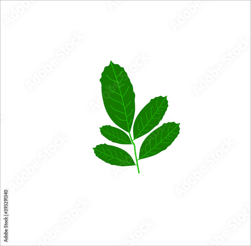 mate tea herb icon on white background