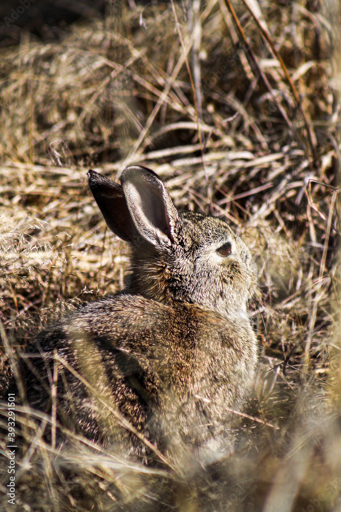 Fototapeta premium rabbit in the grass