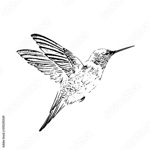 Humming-bird engraving style. Drawn in ink. Black and white.