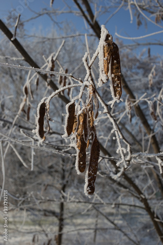 Acacia seeds covered with hoarfrost. Plants in winter time