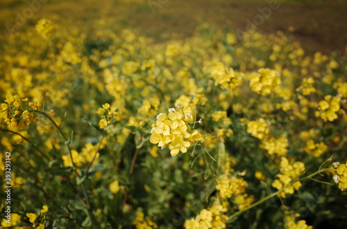 넓은 들판에 가득 피어있는 노란 유채꽃