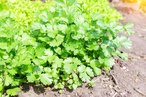 Green coriander leaves vegetable for food ingredients
