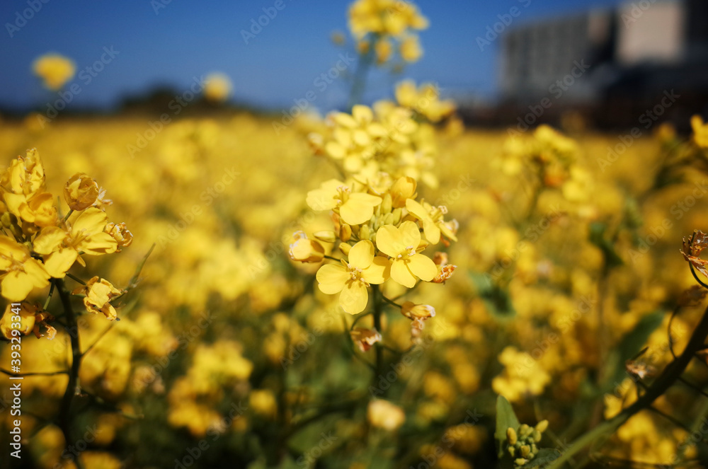 Obraz premium 넓은 들판에 가득 피어있는 노란 유채꽃