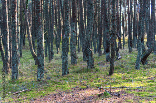 Fototapeta Naklejka Na Ścianę i Meble -  Dancing forest on the Curonian Spit in the Kaliningrad region, Russia. Pine forest with unusually twisted trees in the park on the Curonian Spit.