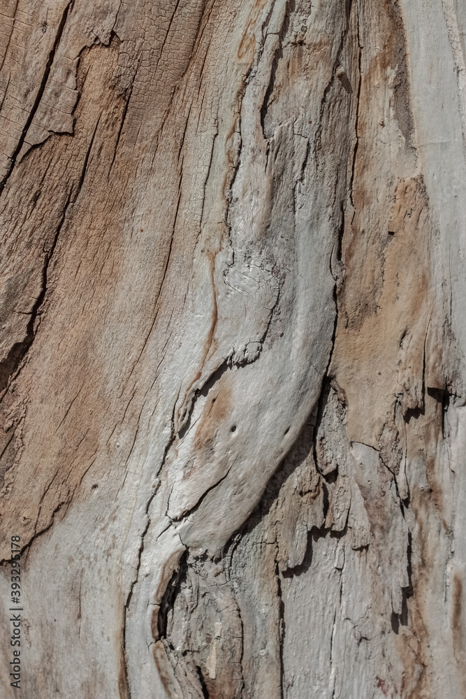 Tree dry old surface texture without bark macro Tree dry old surface texture without bark macro