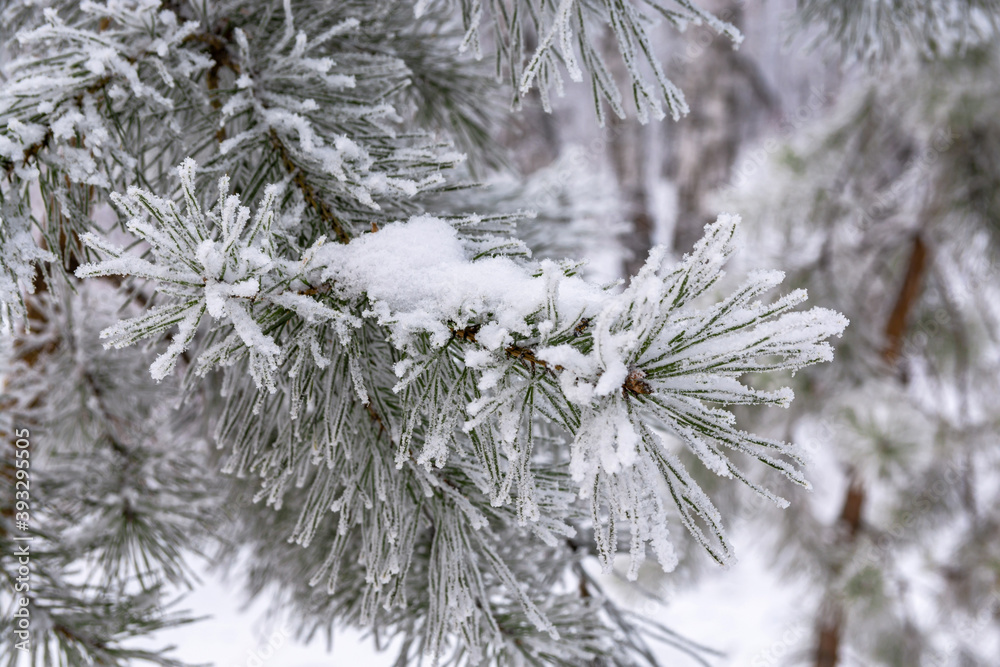 Frosty pine branch with large needles in the winter forest