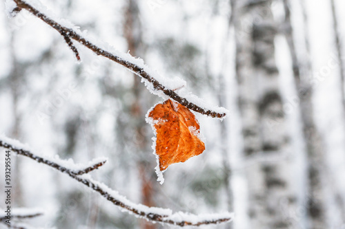 Yellow birch leaf covered with frost around the perimeter, against the background of a winter forest