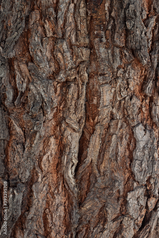 Tree bark texture with rough surface and detailed wooden pattern macro Tree bark texture with rough surface and detailed wooden pattern macro