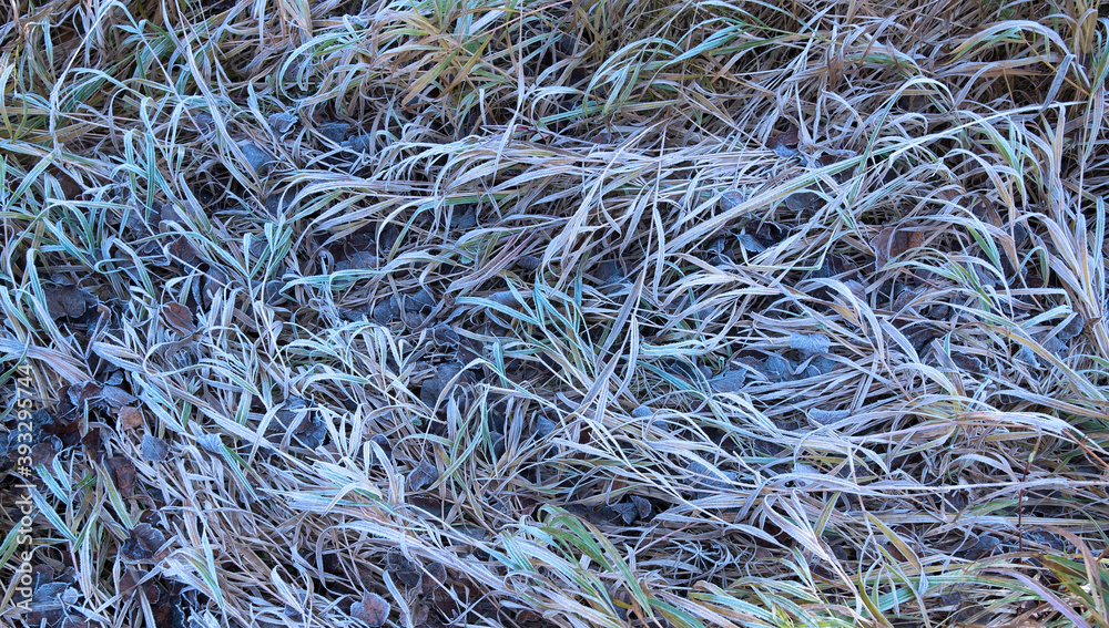 grass covered with frost for background grass covered with frost for background