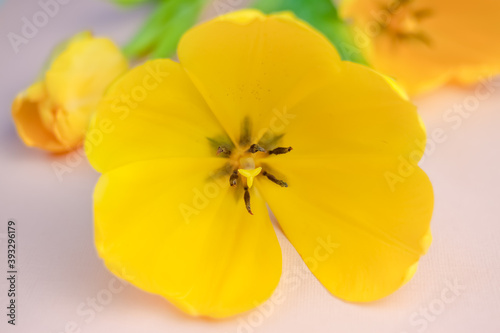 Yellow tulip flower with pink light background horizontal