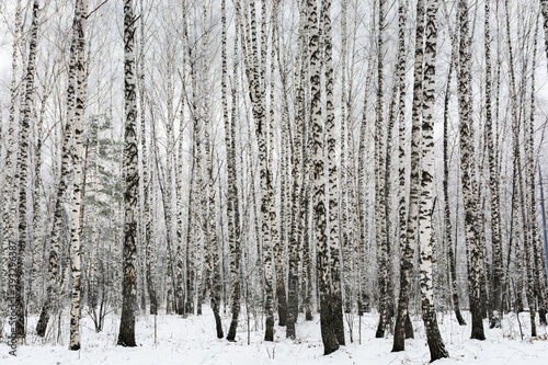 Trunks of tall slender birches in the winter forest. Birch grove on a frosty winter day