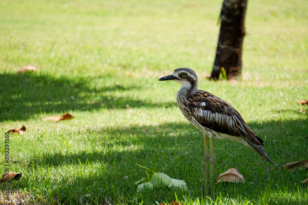 Bush Stone-curlew (Burhinus grallarius) Bush Stone-curlew (Burhinus grallarius)