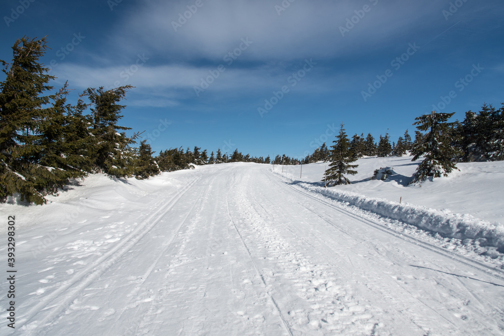 Snow covered road with small trees and blue sky bellow Praded hill in Jeseniky mountains in Czech republic Snow covered road with small trees and blue sky bellow Praded hill in Jeseniky mountains in Czech republic